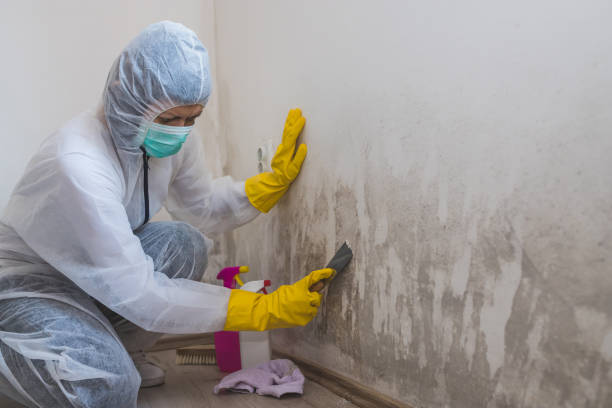 Best Office Mold Removal Services  in Oxford, MI