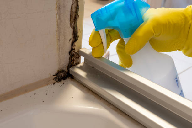 Best Office Mold Removal Services  in Oxford, MI
