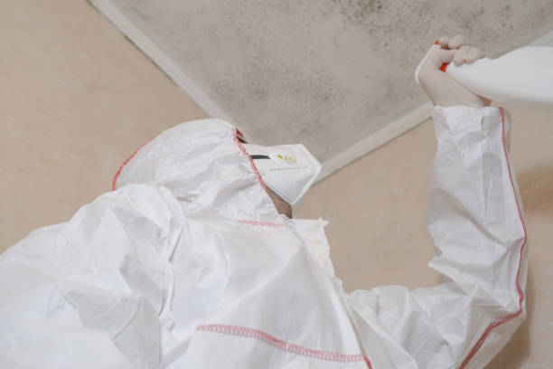 Best Best Mold Removal Companies  in Oxford, MI