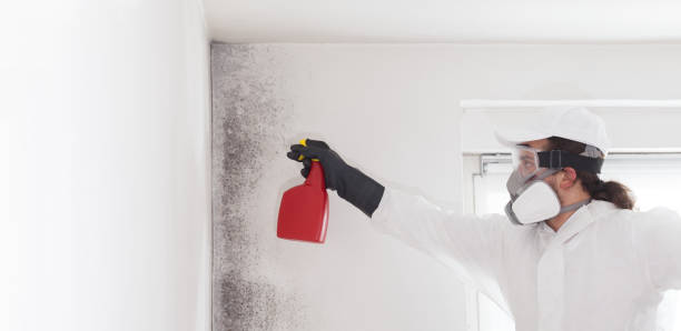 Best Commercial Mold Removal  in Oxford, MI