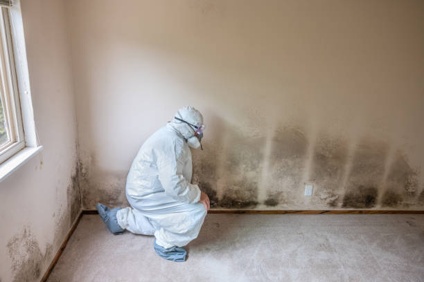 Best Emergency Mold Removal  in Oxford, MI