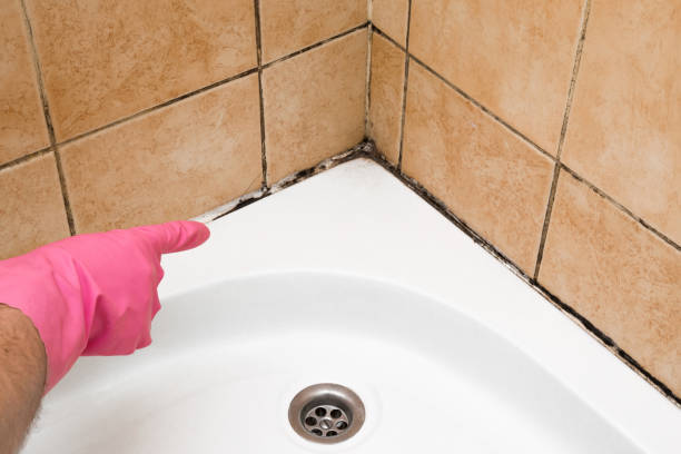 Best Toxic Mold Removal  in Oxford, MI