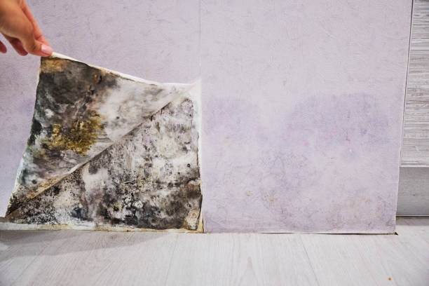 Best Home Mold Removal  in Oxford, MI